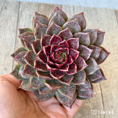 ＊新入荷＊　レット（チャンヒー農園苗）