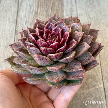 ＊新入荷＊　レット（チャンヒー農園苗）