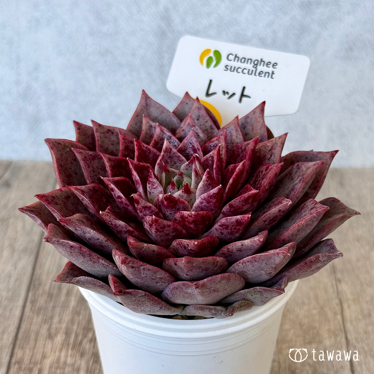 ＊新入荷＊　レット（チャンヒー農園苗）