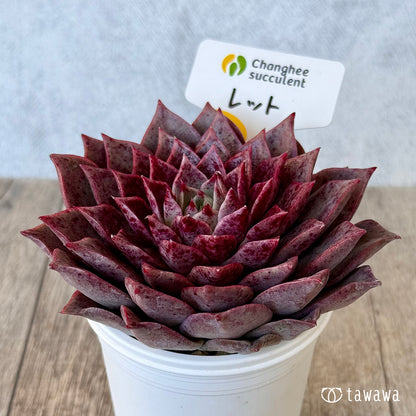 ＊新入荷＊　レット（チャンヒー農園苗）