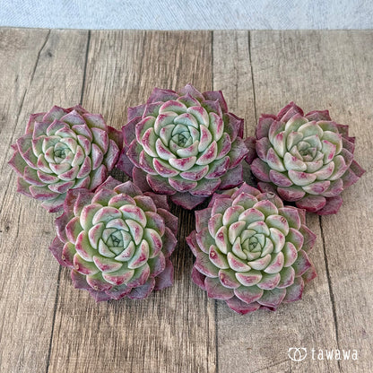 ＊新入荷＊　レッドキャット（チャンヒー農園苗）