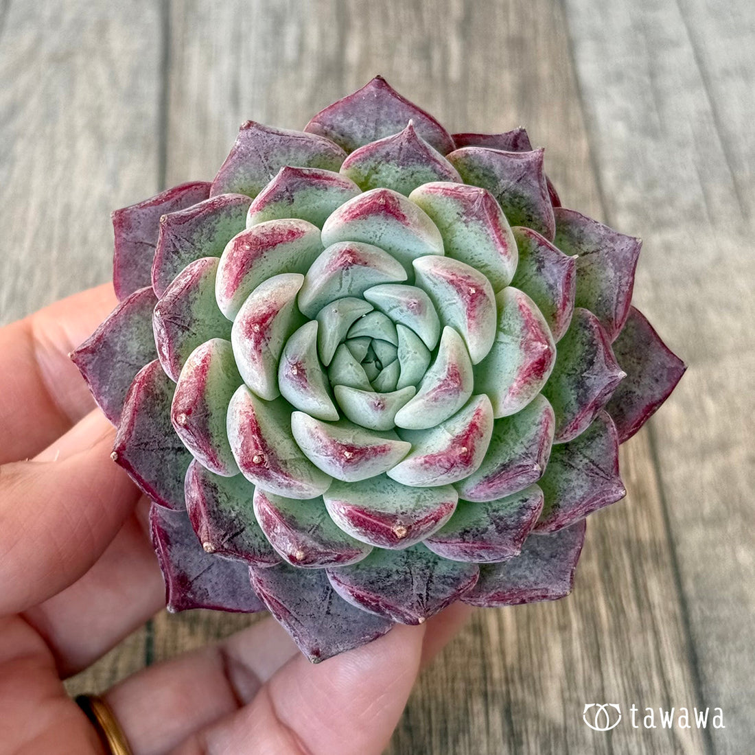 New Arrivals: Ice Green