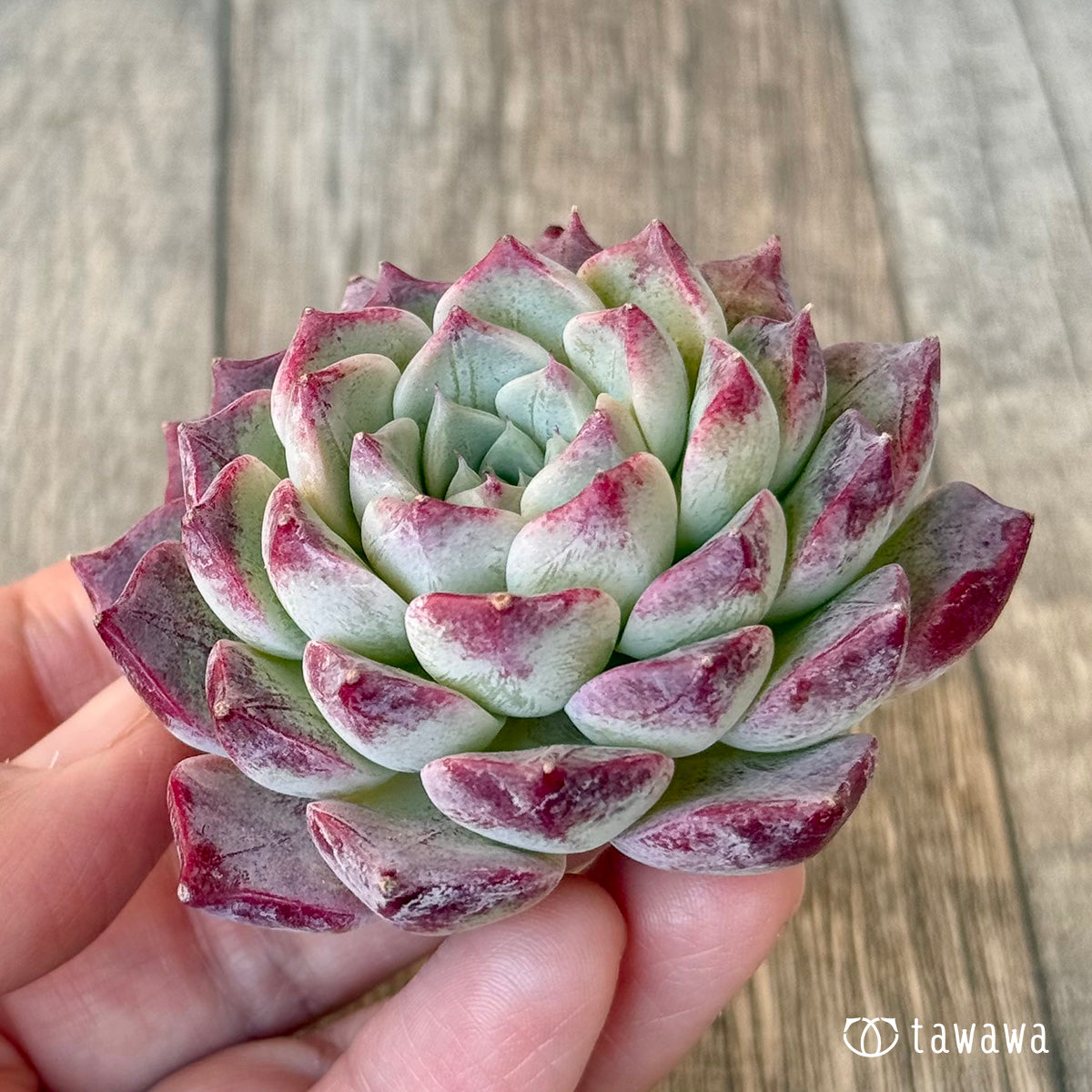 ＊新入荷＊　レッドキャット（チャンヒー農園苗）