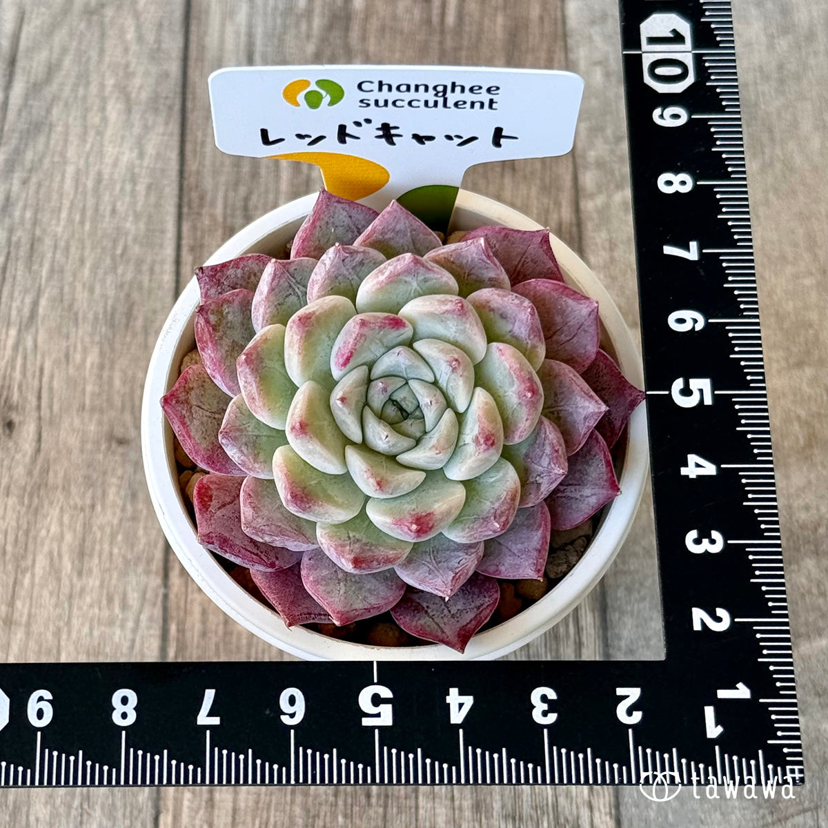 Top【選抜株】360452アエオニウム レッド　キャット21個　プラグトレー苗 アエオニウム 穴トレー苗 – Top Succulent®