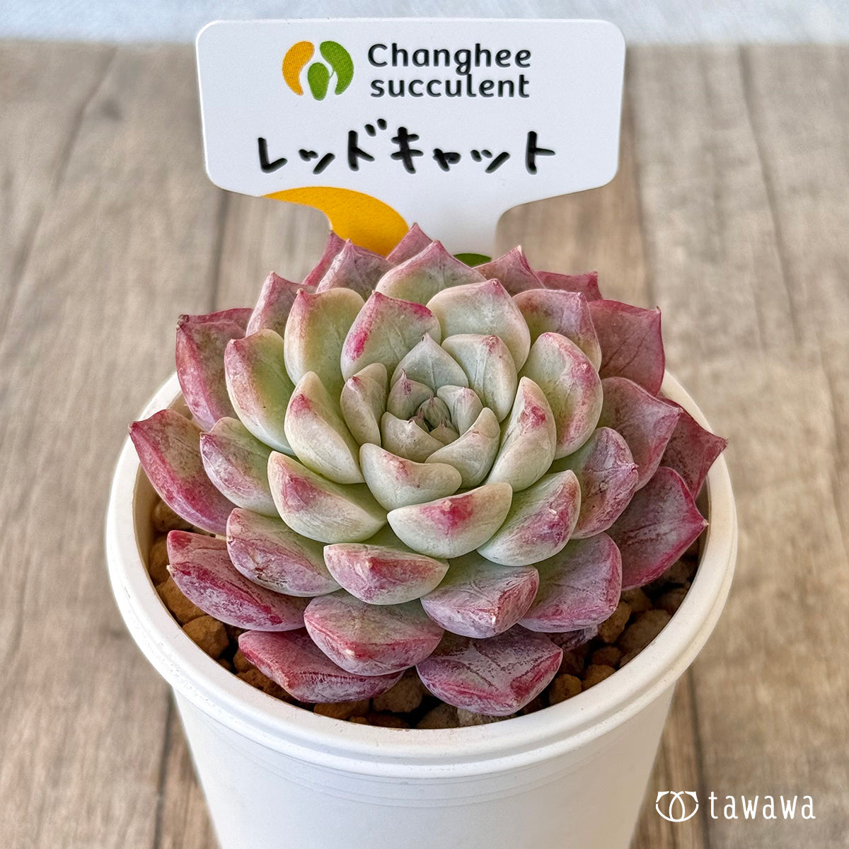 レッドキャット（チャンヒー農園苗） – 多肉植物の通販・販売サイト tawawa