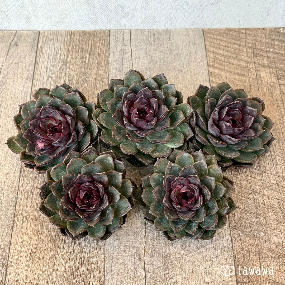 ＊新入荷＊　ブラックホール（チャンヒー農園苗）