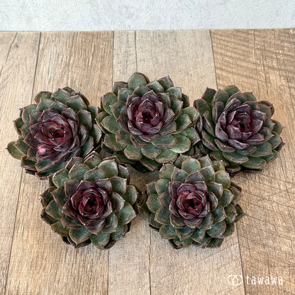 ＊新入荷＊　ブラックホール（チャンヒー農園苗）