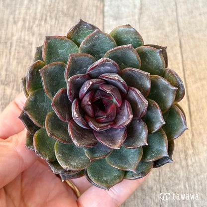 ＊新入荷＊　ブラックホール（チャンヒー農園苗）