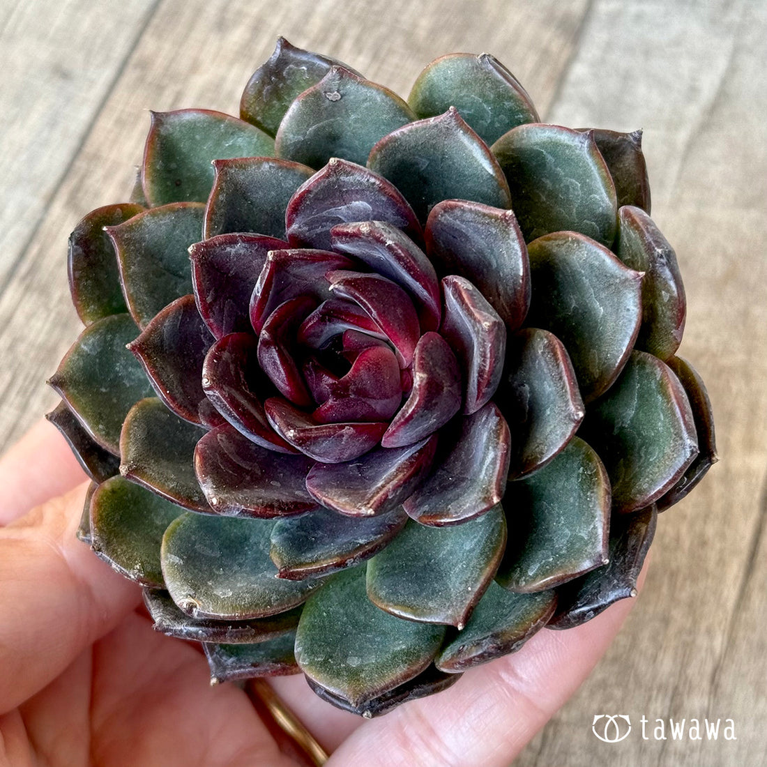 ＊新入荷＊　ブラックホール（チャンヒー農園苗）