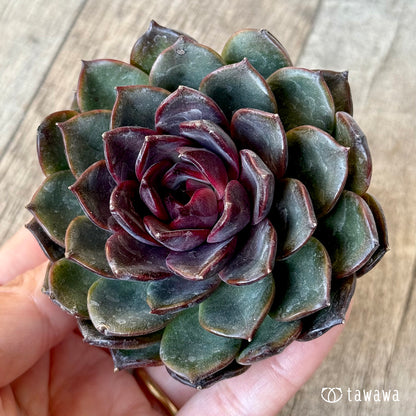 ＊新入荷＊　ブラックホール（チャンヒー農園苗）