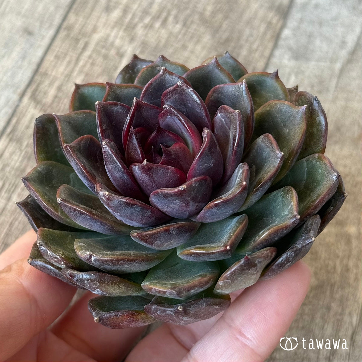 ＊新入荷＊　ブラックホール（チャンヒー農園苗）