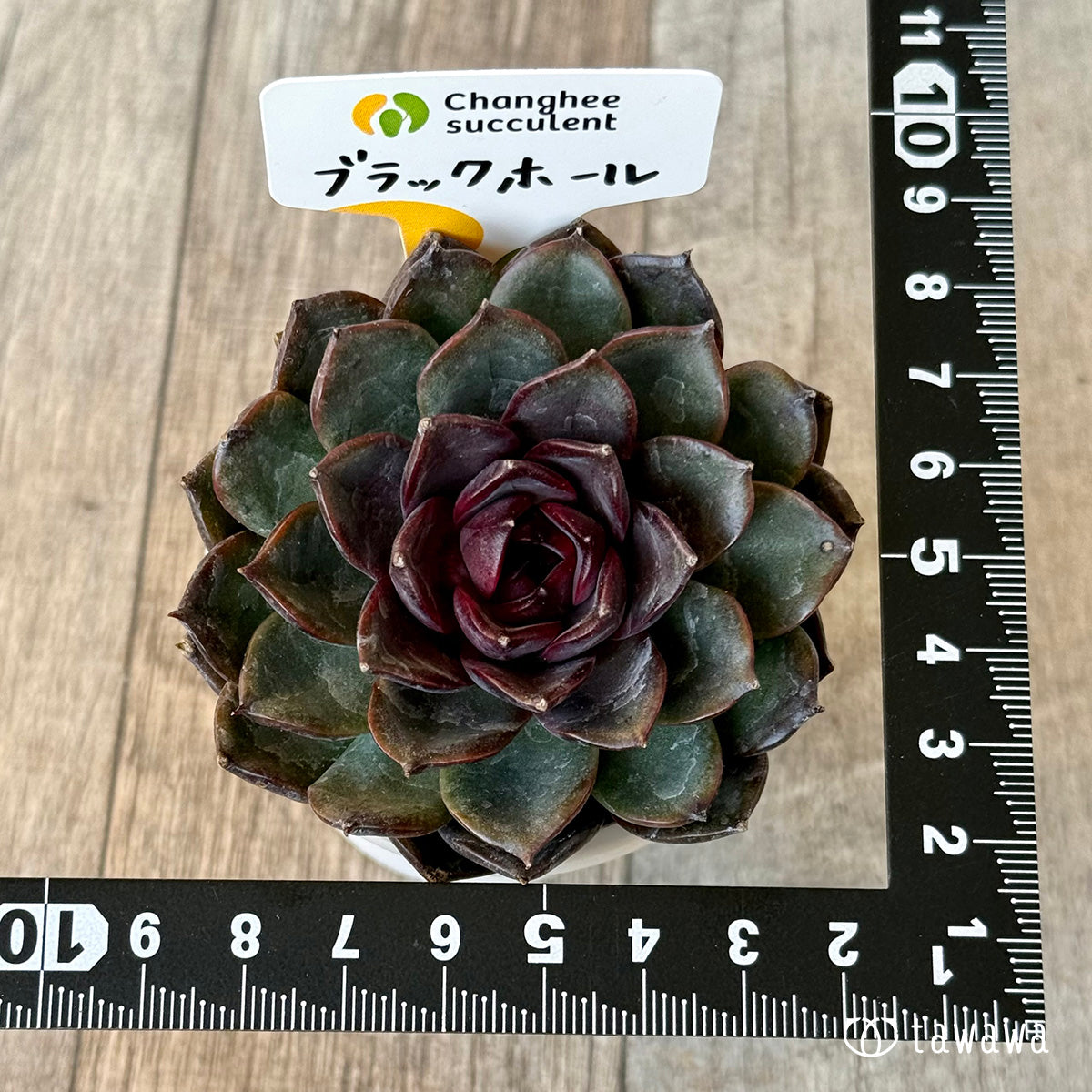 ＊新入荷＊　ブラックホール（チャンヒー農園苗）