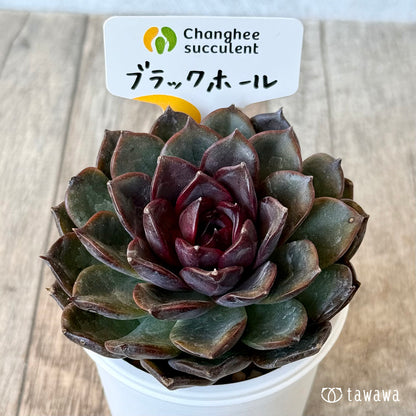 ＊新入荷＊　ブラックホール（チャンヒー農園苗）