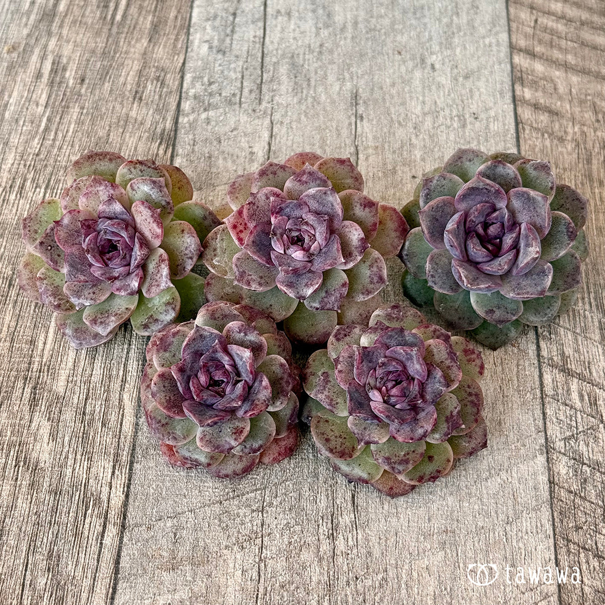 New Arrivals: Ice Green