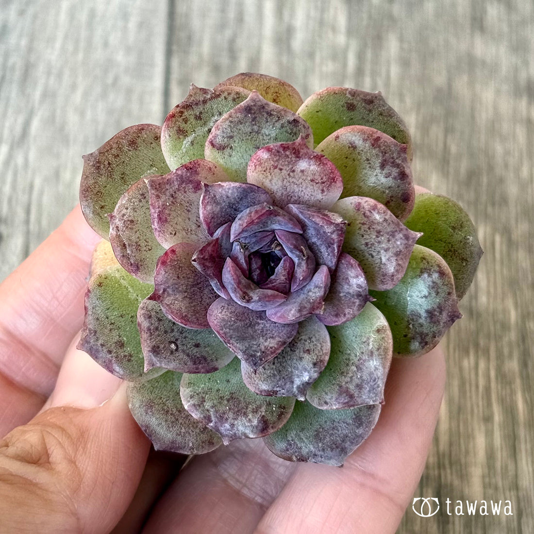 New Arrivals: Ice Green