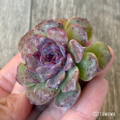 New Arrivals: Ice Green