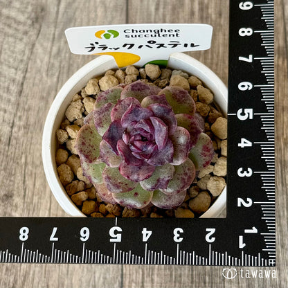 New Arrivals: Ice Green