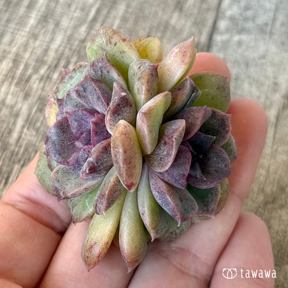 New Arrivals: Ice Green