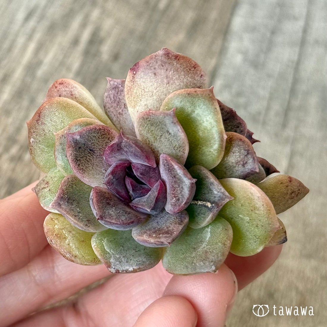 New Arrivals: Ice Green