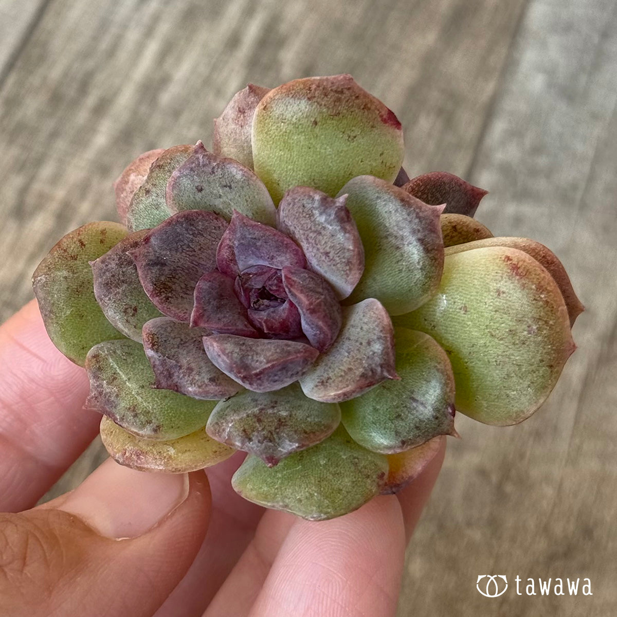 New Arrivals: Ice Green