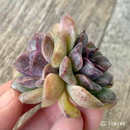 New Arrivals: Ice Green