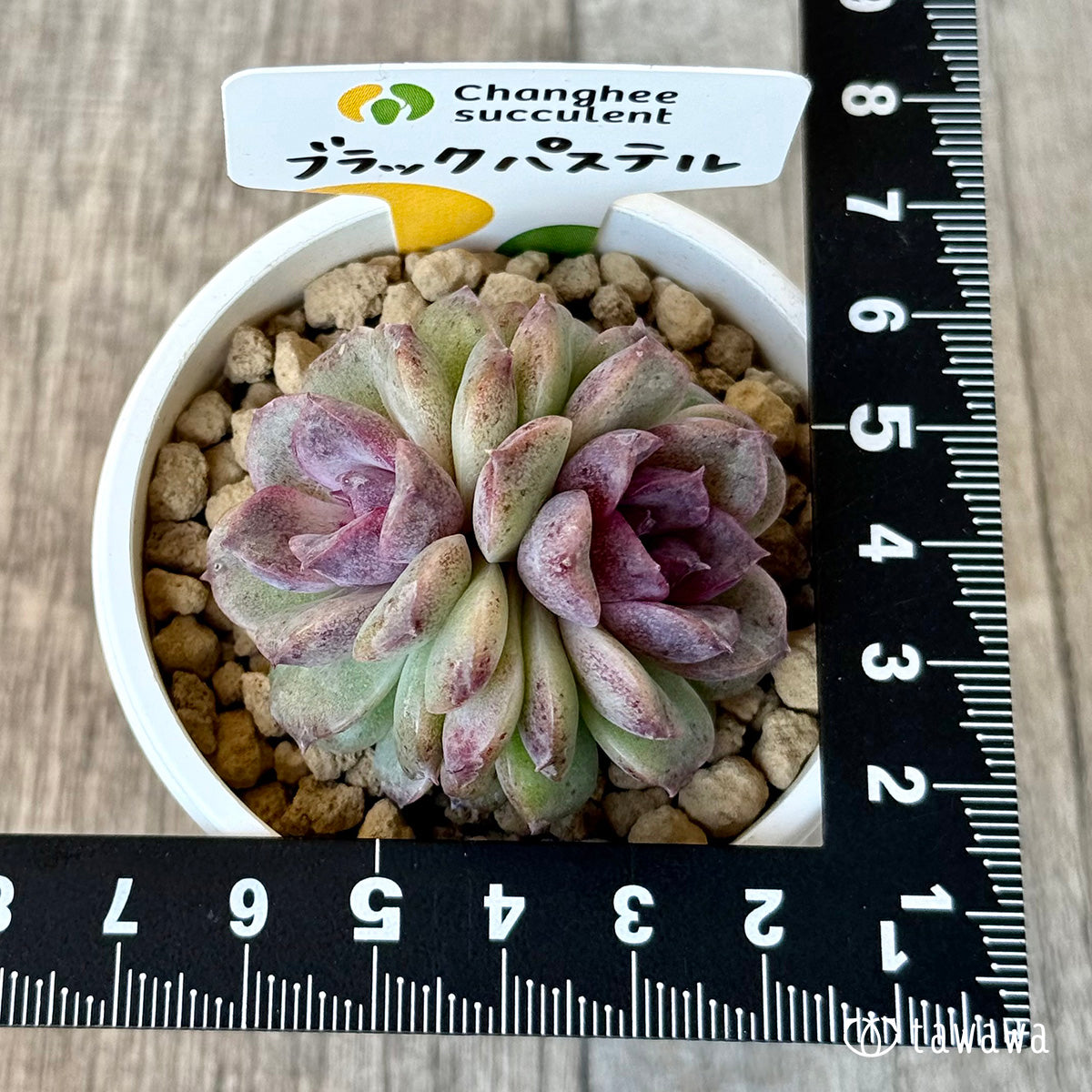 New Arrivals: Ice Green