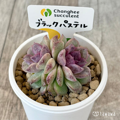 New Arrivals: Ice Green