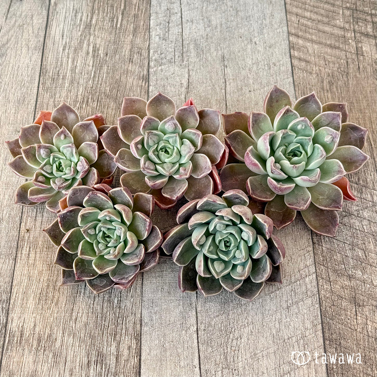 ＊新入荷＊　ワインドロップ（チャンヒー農園苗）