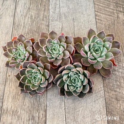 ＊新入荷＊　ワインドロップ（チャンヒー農園苗）