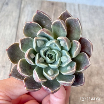 ＊新入荷＊　ワインドロップ（チャンヒー農園苗）