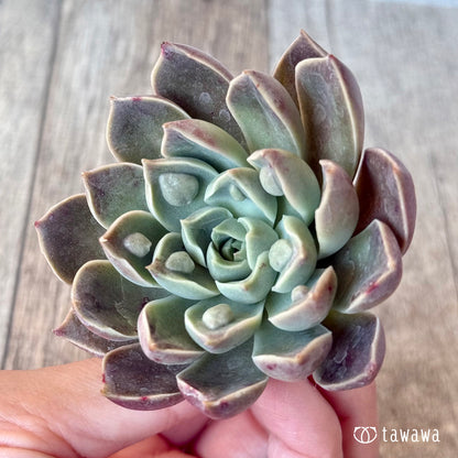 ＊新入荷＊　ワインドロップ（チャンヒー農園苗）