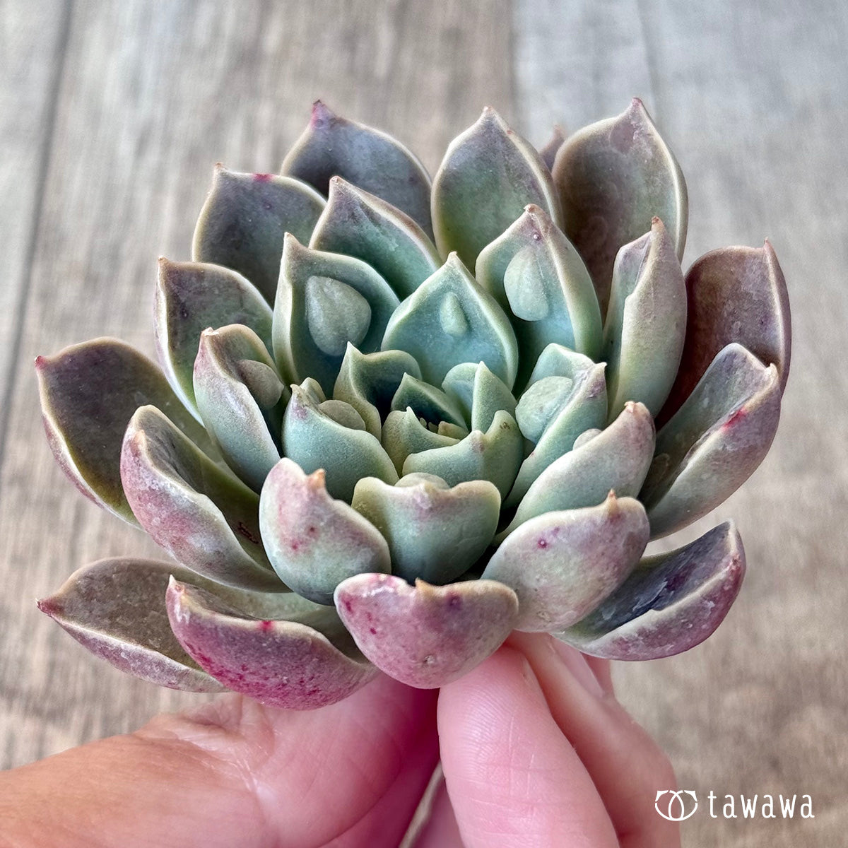 新入荷＊ ワインドロップ（チャンヒー農園苗） – 多肉植物の通販・販売