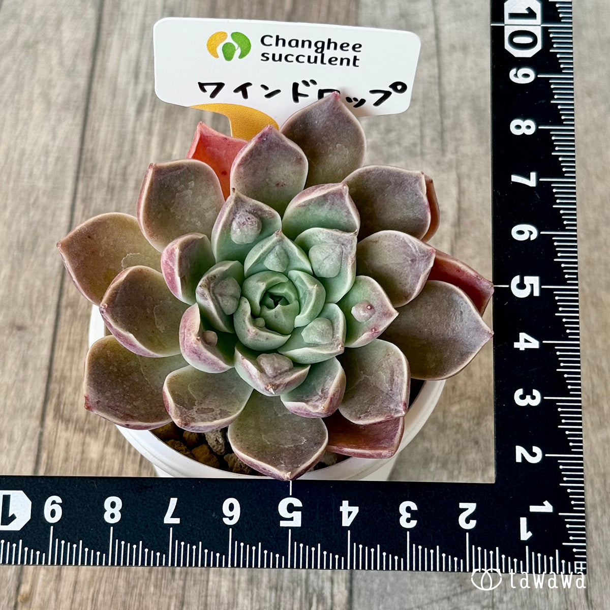 ＊新入荷＊　ワインドロップ（チャンヒー農園苗）