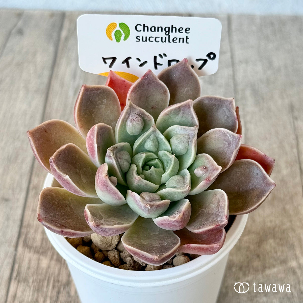 新入荷＊ ワインドロップ（チャンヒー農園苗） – 多肉植物の通販・販売