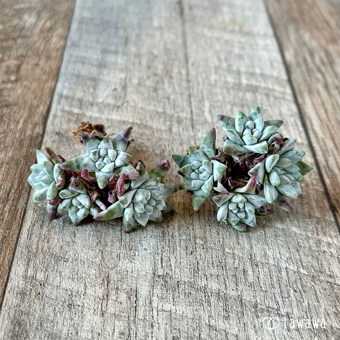 New Arrival* Cubic Frost