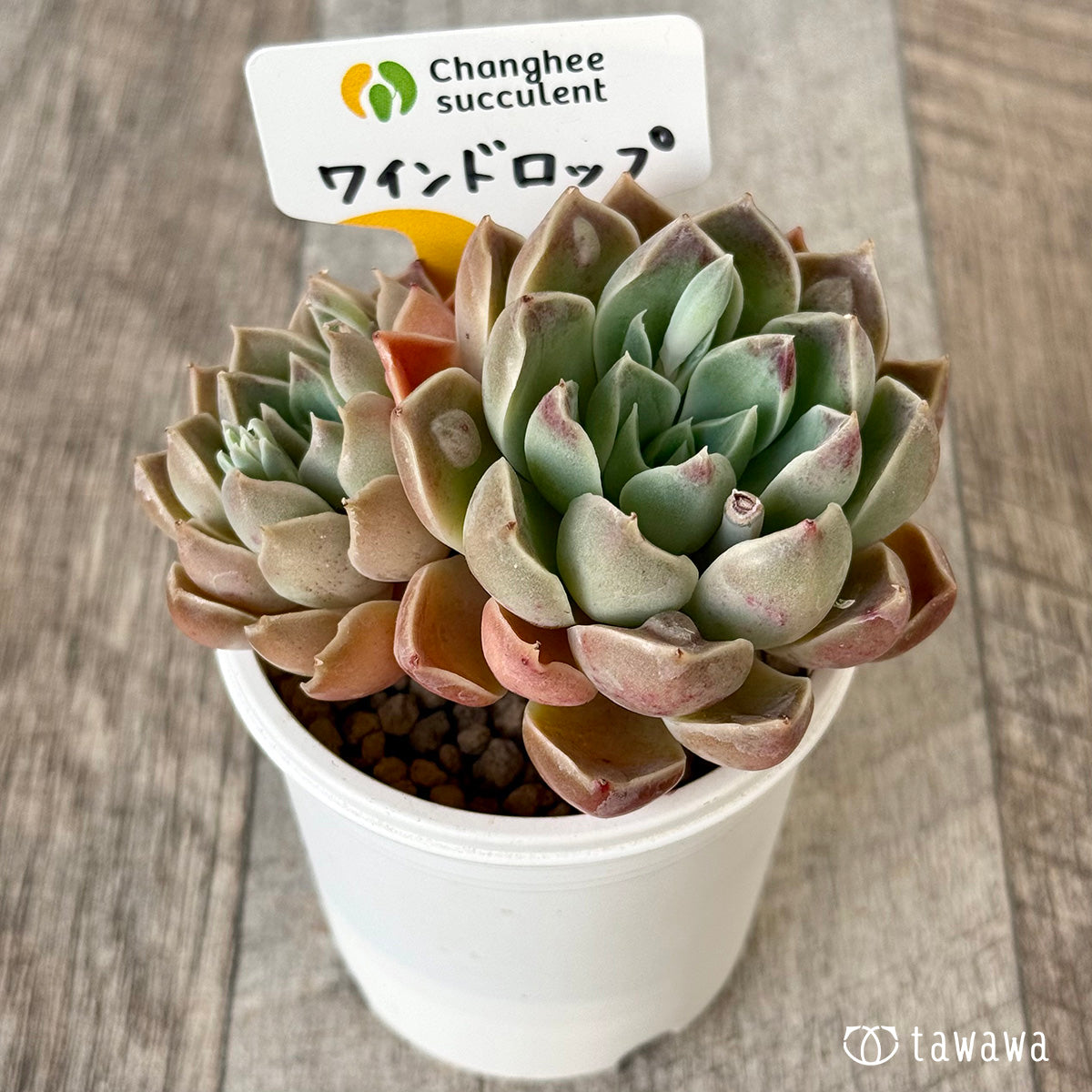 【4/22発売】ワインドロップ【双頭】　（チャンヒー農園苗）