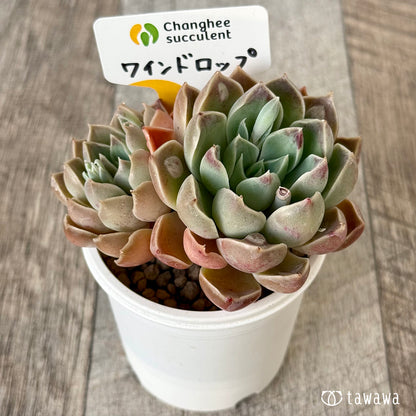 【4/22発売】ワインドロップ【双頭】　（チャンヒー農園苗）