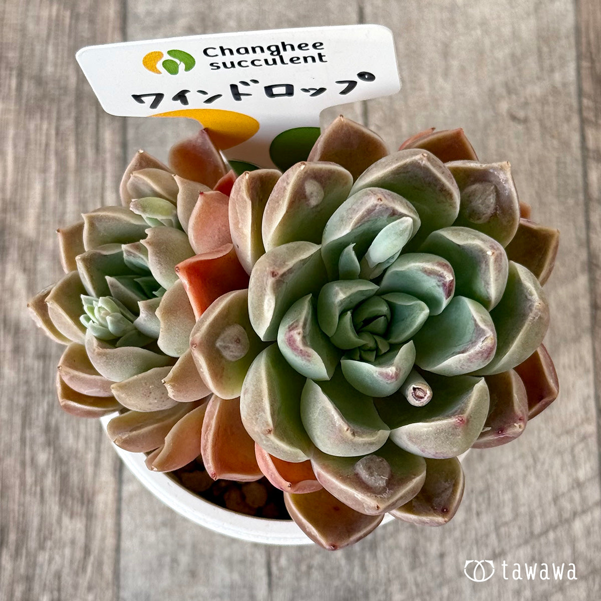 【4/22発売】ワインドロップ【双頭】　（チャンヒー農園苗）