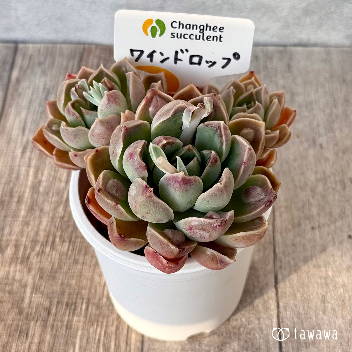 【4/22発売】ワインドロップ【多頭】　（チャンヒー農園苗）