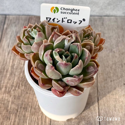 【4/22発売】ワインドロップ【多頭】　（チャンヒー農園苗）