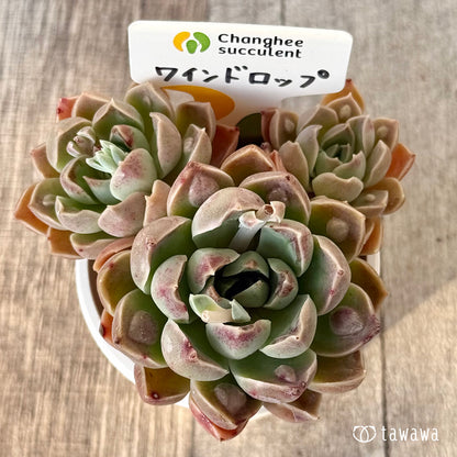 【4/22発売】ワインドロップ【多頭】　（チャンヒー農園苗）