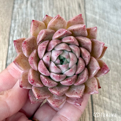 ＊新入荷＊　レッドハイ（チャンヒー農園苗）