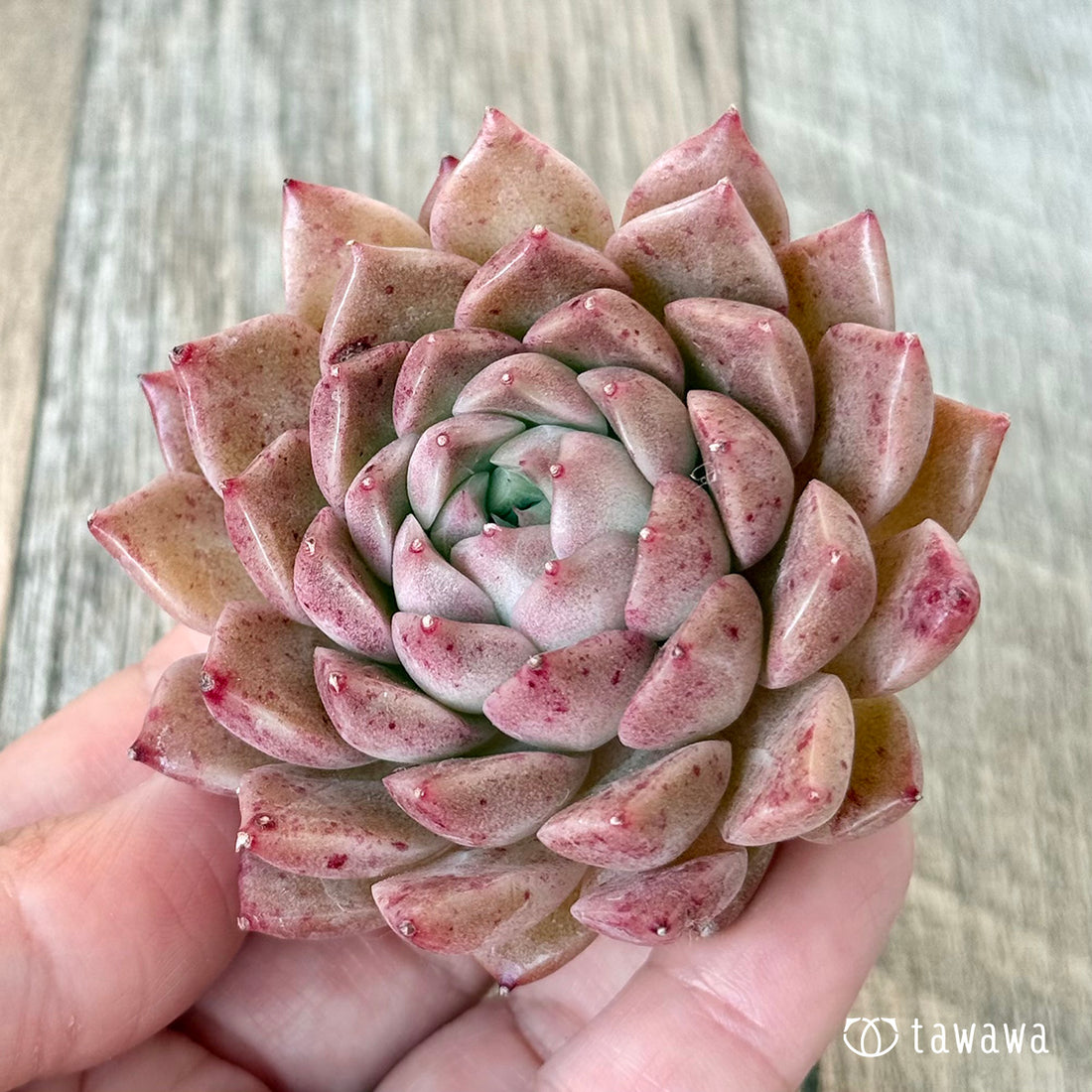 ＊新入荷＊　レッドハイ（チャンヒー農園苗）