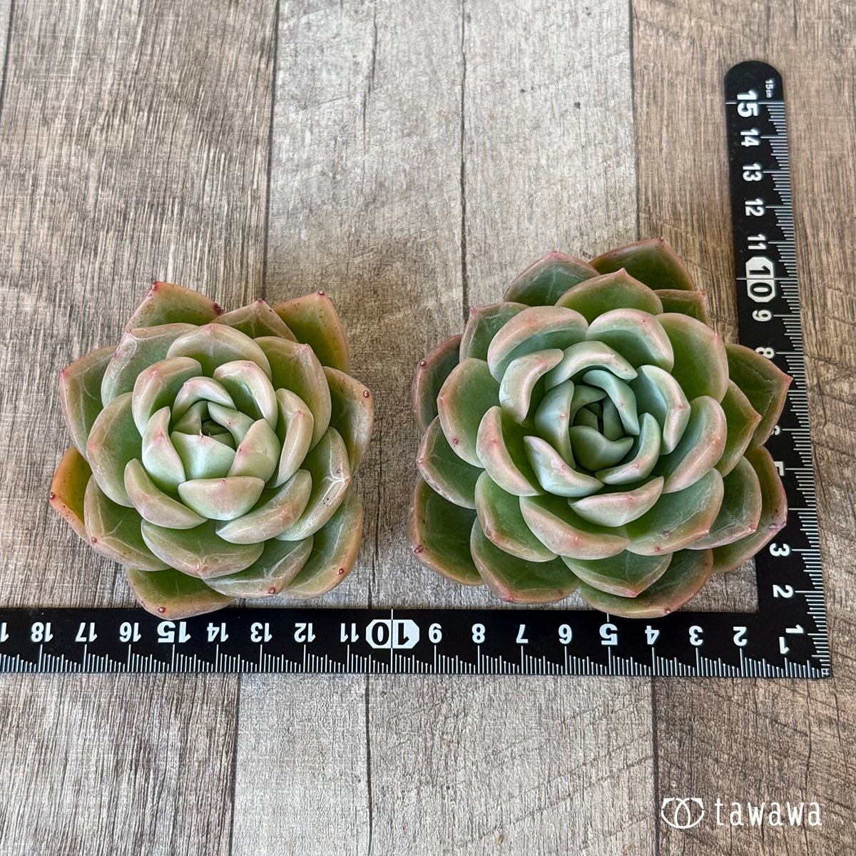 【4/22発売】ゴールドウィング【２】（チャンヒー農園苗）