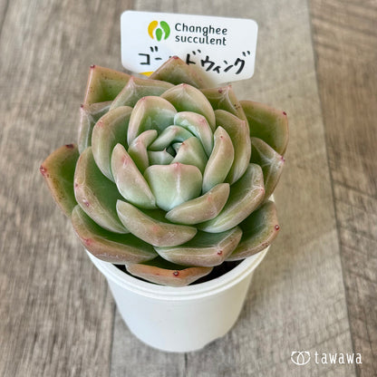 【4/22発売】ゴールドウィング【２】（チャンヒー農園苗）