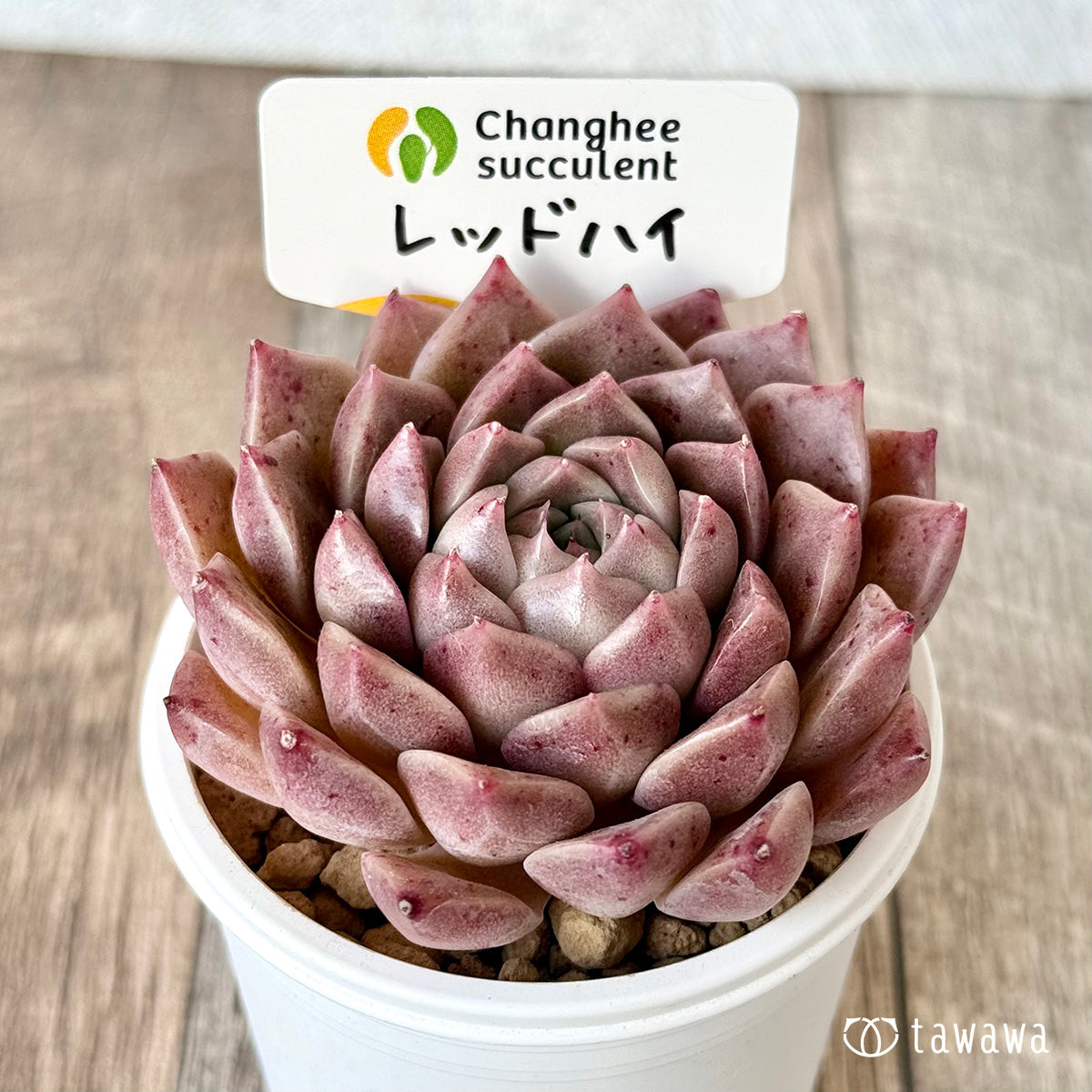 ＊新入荷＊　レッドハイ（チャンヒー農園苗）