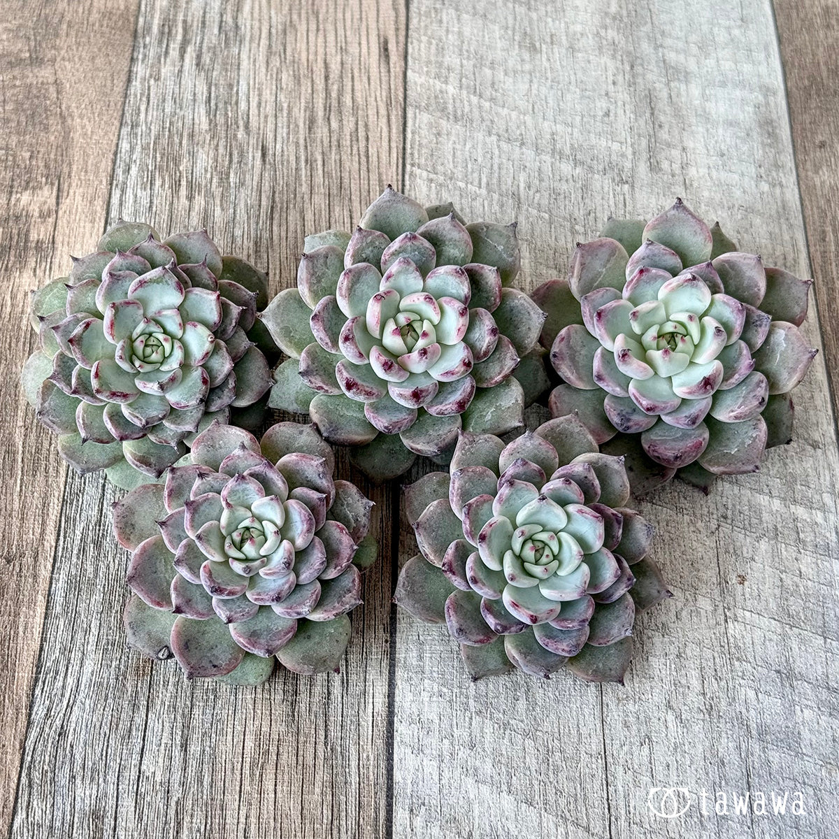 ＊新入荷＊　ガゼル（チャンヒー農園苗）