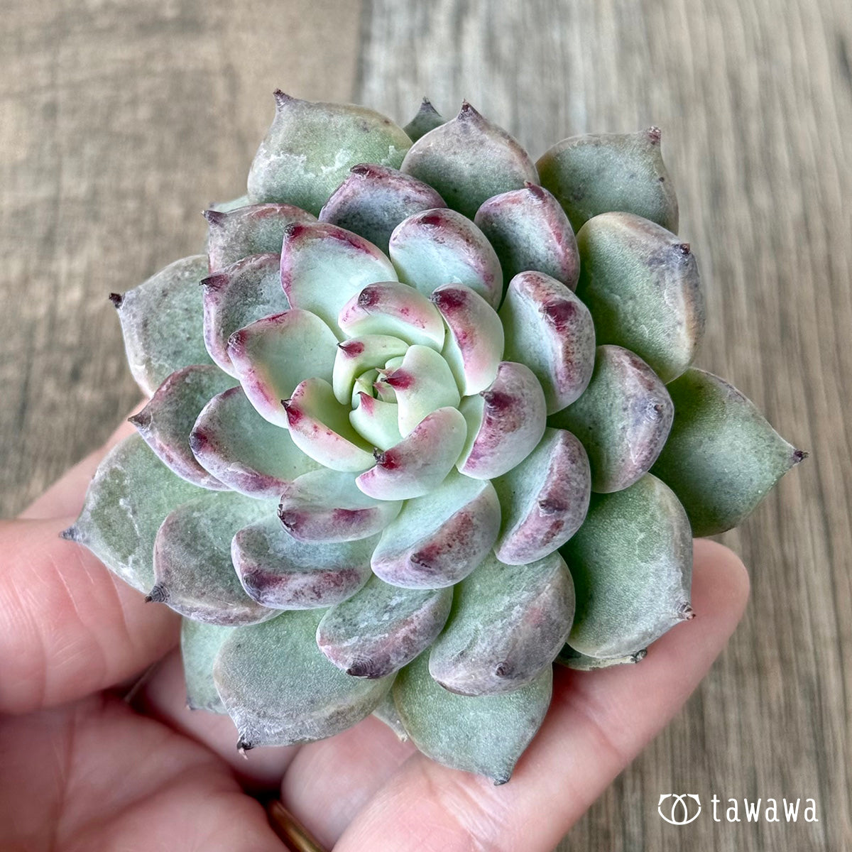 新入荷＊ ガゼル（チャンヒー農園苗） – 多肉植物の通販・販売サイト