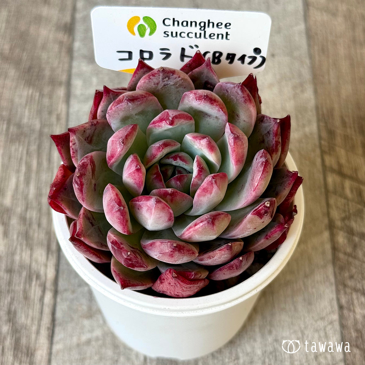 【4/22発売】コロラド《Bタイプ》（チャンヒー農園苗）