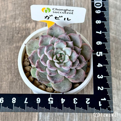 ＊新入荷＊　ガゼル（チャンヒー農園苗）